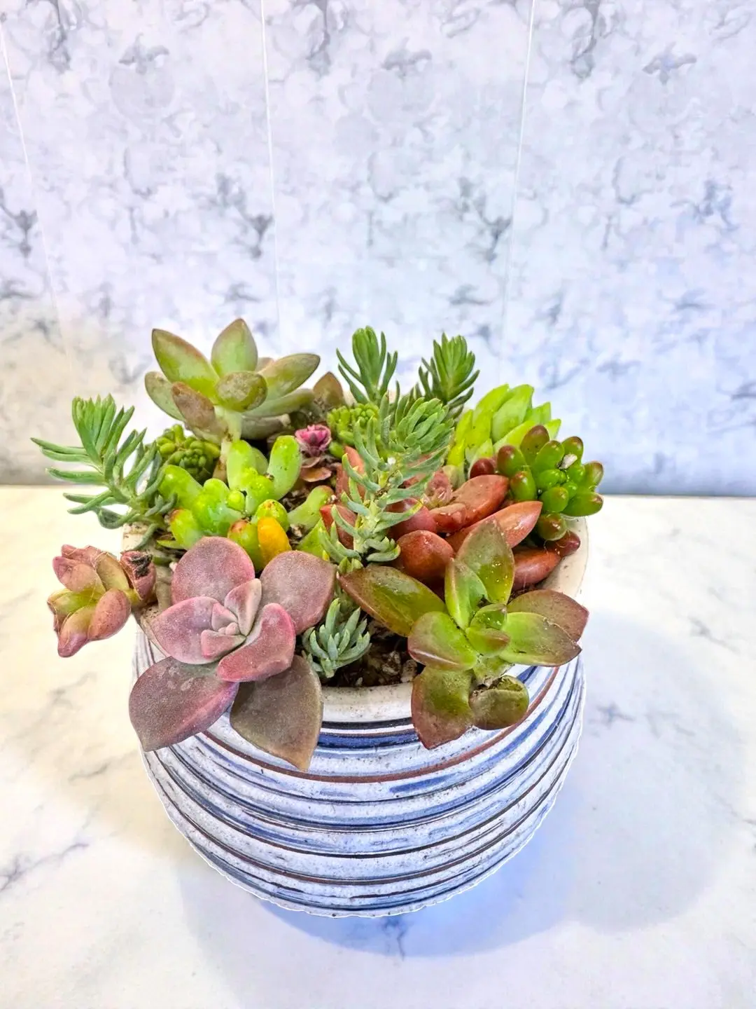 Mini Succulent Plant with Textured Ceramic Pot – Multi-Succulent Arrangement,Textured Flower Pot,Indoor Live Plant,Gift for Home Office Decoration,Desktop Decor