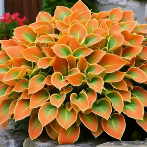 1000+ Hardy Hosta Seeds – Grow Beautiful Orange-Green Leaves That Thrive in Shade