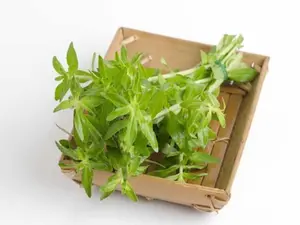 Limnophila Aromatica Rice Paddy Herb Rau Seeds 2 Pack x 300 Seeds Non-GMO Heirloom Home Garden Container Raised
