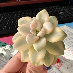 Graptoveria paraguayense bernalense variegatarare  1.5inch Single/Easy Care, Low Maintenance, Great for Home & Holiday Decor!