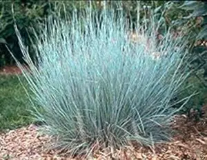 200 Seeds of Little Bluestem Grass for Planting - Ornamanetal Grass, Schizachyrium scoparium