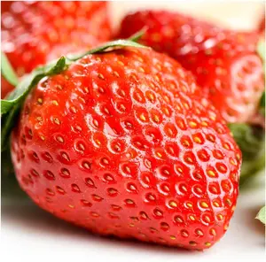 Organic Strawberry Seeds - Non-GMO heirloom strawberry seeds are grown indoors or outdoors in home gardens, farms