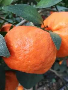 5 Citrus reticulata seeds CHANGSHA MANDARIN ORANGE - COLD HARDY Tree SEEDS!