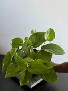 Golden Pothos Plant | Trailing Vine, Low Light, Beginner Friendly Houseplant | 3.5–4” Pot | Margaret’s Pink House