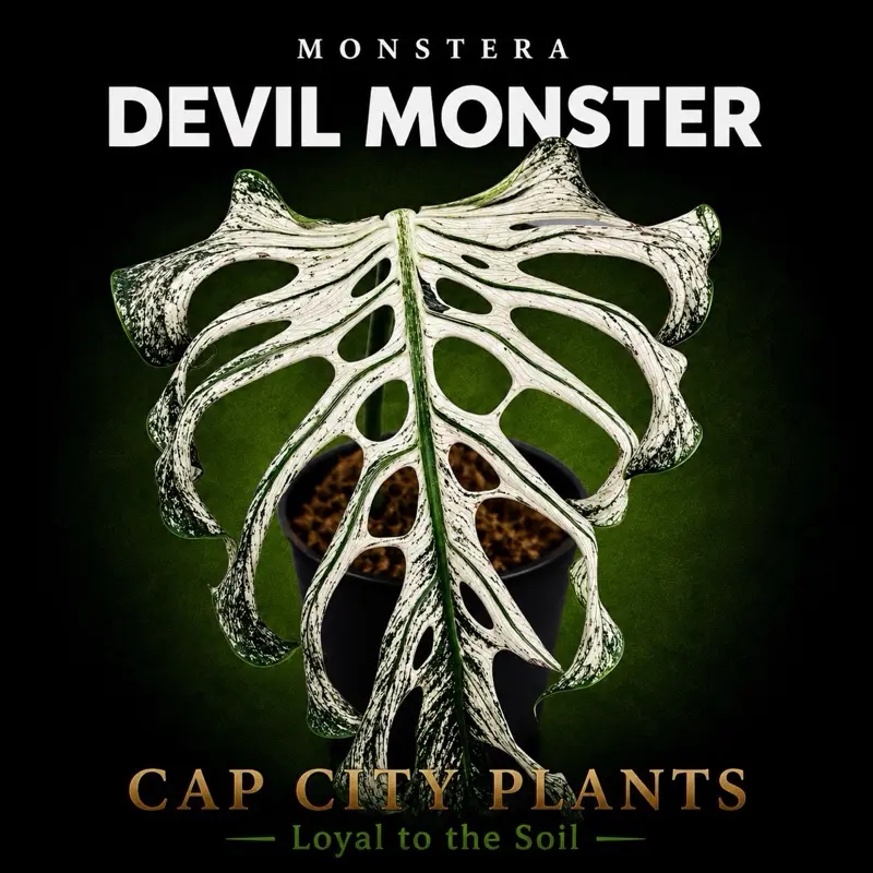 Monstera Devil Monster Tissue Culture