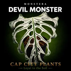 Monstera Devil Monster Tissue Culture