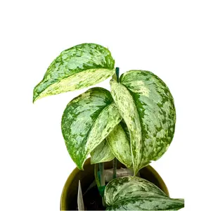 3” Scindapsus Peasun