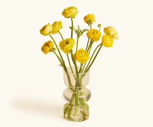 Ranunculus