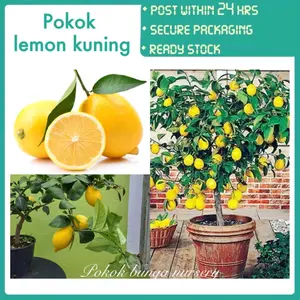 PBN - Pokok lemon kuning - Pokok bunga nursery limon tree fruit saplings outdoor plant fruits citrus edible juice garden