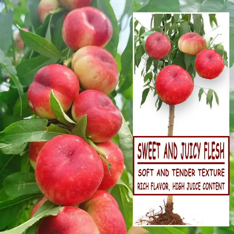 Red Flat Donut Peach Sapling, Sweet Tender High Juice Peach Tree, Bare Root Live Plant For Yard Patio Planting
