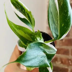 Philodendron White Princess Starter Plant 2” - Grower’e Choice