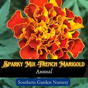Sparky Mix French Marigold Flower Seed Pack, Drought Tolerant Heat Tolerant Companion Plant, Pollinator Plant, Heirloom Flower Seed Packets flower seed low maintenance