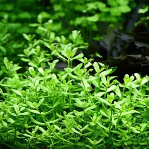BUY 2 GET 1 FREE Brahmi-Bacopa Monnieri Moneywort-Easy Live Aquarium Pond Aquatic Plant