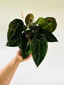 Anthurium Forgetii White Stripes - Very Large - Rare Anthurium - Rare Aroids - Live Houseplant in 5” Pots