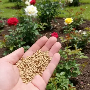 200pcs-Multicolor Climbing Rose Seeds – Romantic Rose Vines for Garden Arches, Fences & Fairytale Walls sprouting family decoration home planting flowers from wildflower bulk
