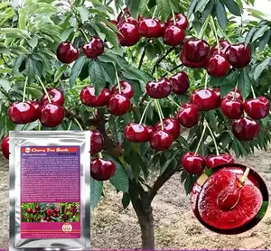 10 Pcs Sweet Cherry Tree Seeds - Non-GMO Heirloom Fruit Tree Seeds, Sweet & Juicy Fruits, Suitable for Indoor & Outdoor Planting, Ideal for Home Garden Cultivation