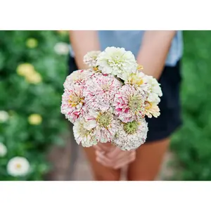 Peppermint Stick - Zinnia Seeds