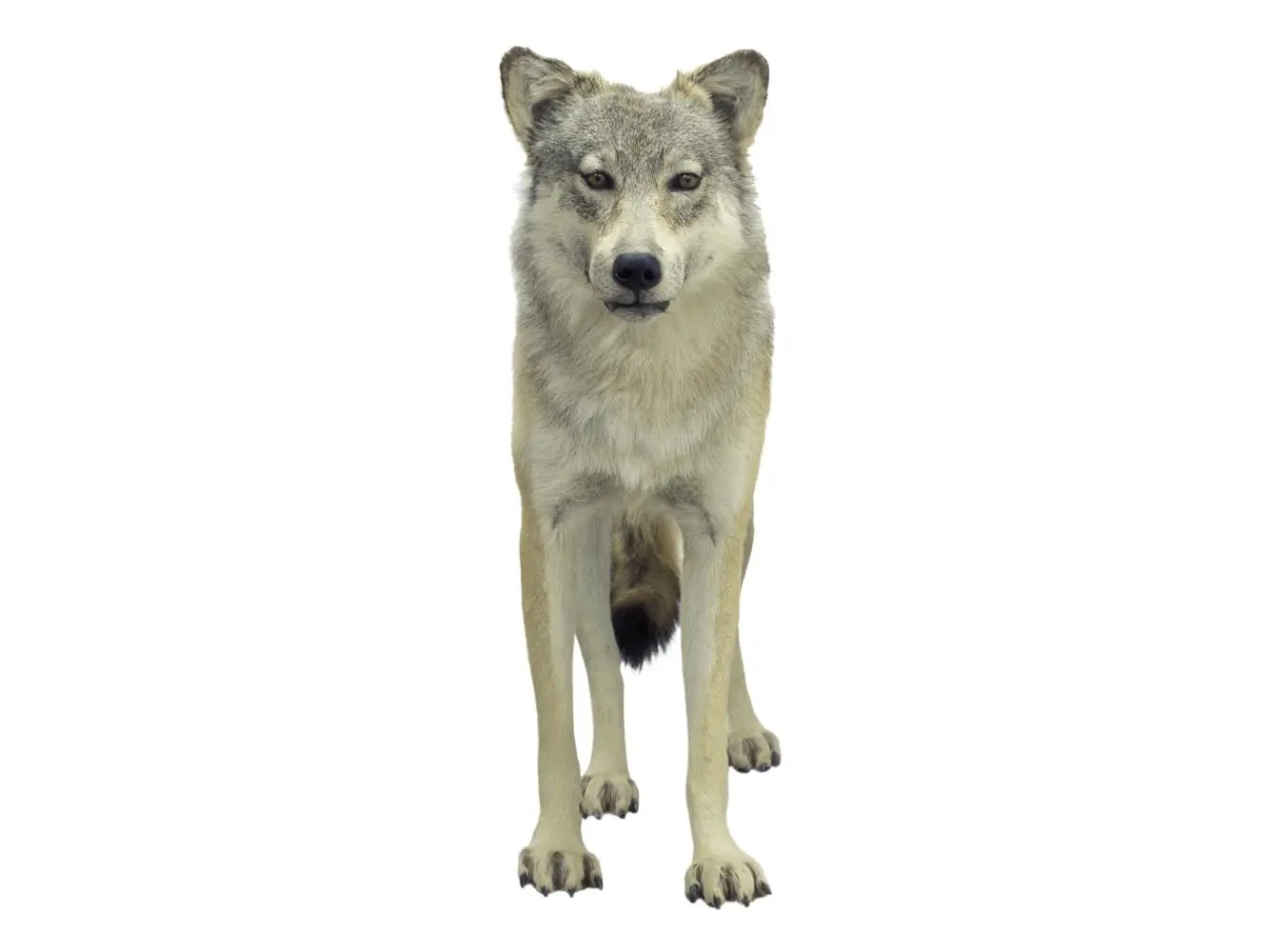 A Wolf Poster Print by Don Hammond - 11 x 17