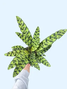 6" XL Rattlesnake Plant - Goeppertia insignis - Calathea lancifolia - Air Purifying Houseplant with Unique Leaf Patterns - Pet Friendly Live Houseplant