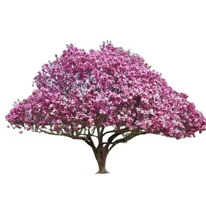 Ann Magnolia Tree Live Plant - Deep Pink Magnolia Shrub Tree Live Plant in 2.5" Pot - 6-12 Inches - No Ship To AK, HI and P.R.