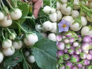 100 Mix Small Round Eggplant Seeds for Planting - Mini Eggplant Seeds - White Round Eggplant and Purple Round Eggplant Seeds - Vegetable Garden