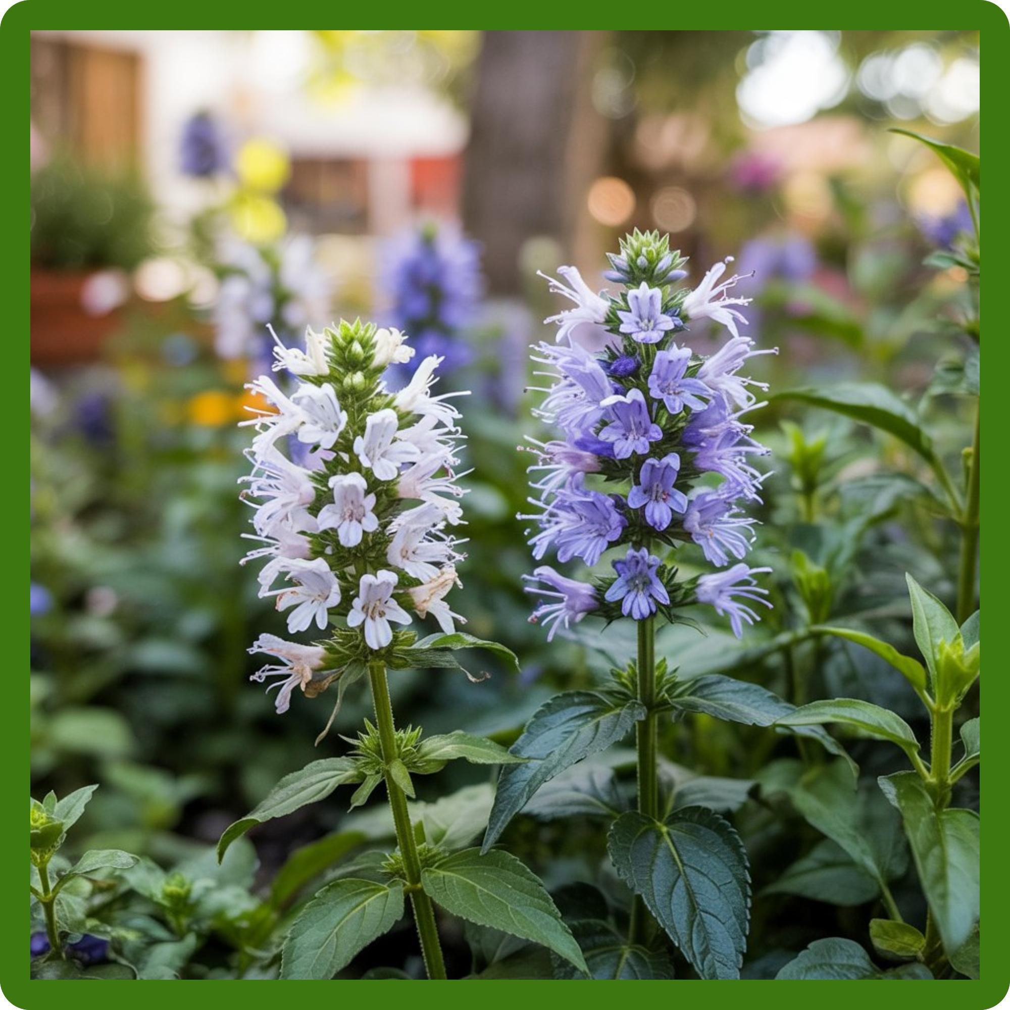 Outsidepride Blue Hyssop Seeds for Planting - 1000 Pcs Perennial Herb Garden Seeds with Fragrant Blooms Attractive to Pollinators, for Small Gardens, Containers, & Xeriscaping