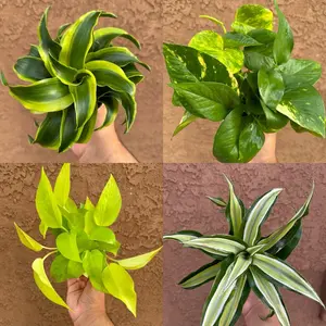 Low Maintenance House Plant Bundle Box - 4 Assorted Plants