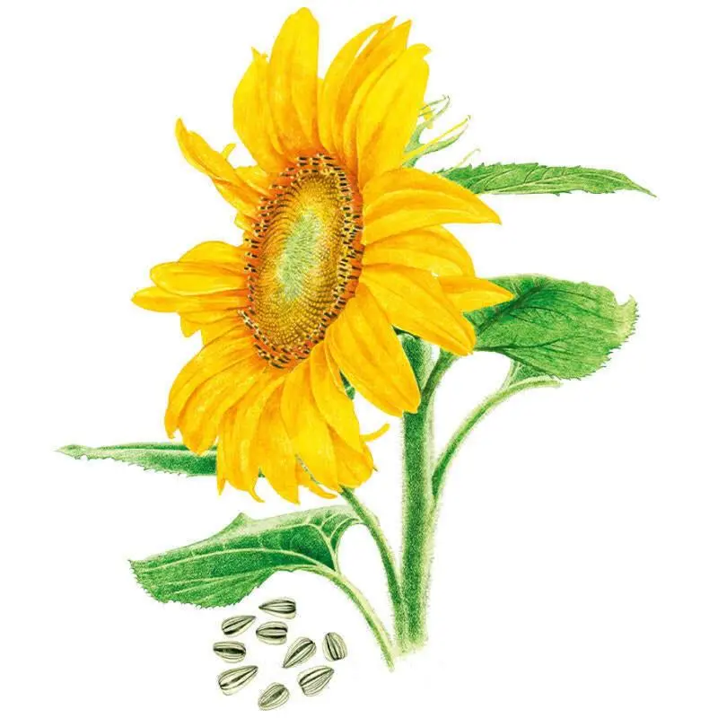 Mammoth Sunflower Mammoth Sunflower
