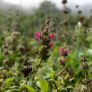 Hummingbird Sage Seeds for Planting: California Native Perennial Shrub, Showy Pink Fuschia Flowers, Fragrant Leaves, Certified Organic - 10 Seed Packet