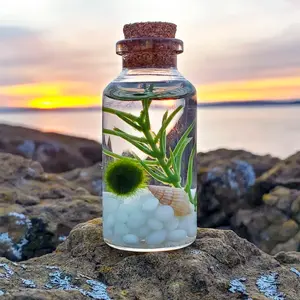 Mini Micro Landscape Starter Kit | Live 0.7cm Juvenile Marimo Moss Ball, Low-Effort Aquatic Desk Pet & Terrarium Decor
