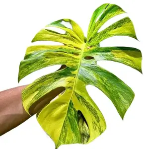 Monstera Yellow Marilyn Tissue Culture - Live Houseplant - Rare Variegated Monstera - Golden Yellow Variegation - Exotic Tropical Aroid - High Contrast Foliage - Marbled & Blocky Patterns - Indoor Plant Gift - Embryonic Plantlet - Collector's Item