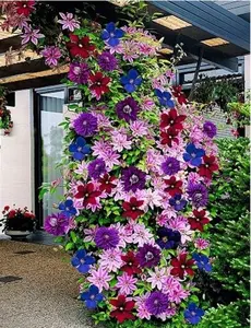 Clematis ~Mixed Colors~ 100 Seeds Wonderful Large Blooms 100+ Perennial Vine Seeds