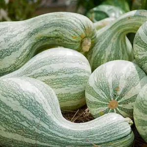 Heirloom Cushaw Green Striped Pumpkin Seeds - Organic and Regenerative Gardening Seeds