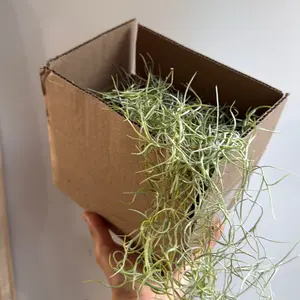 Spanish Moss Live Tillandsia Usneoides   Hanging Air Plant Easy Care, Compact Size, Air Purifying, No Soil Required