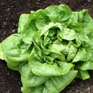 Organic Buttercrunch Lettuce Seeds (Lactuca sativa 'Buttercrunch') – Sweet Flavor, Crunchy Texture – Minimum: 250+ Seeds