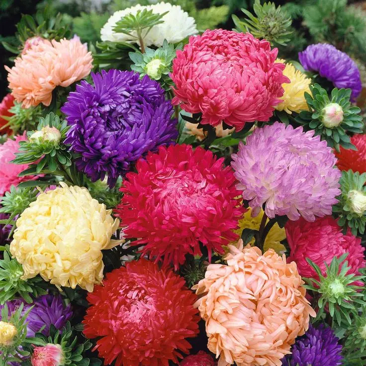 2000pcs Long Bloom Aster Seeds – Perfect for Garden Lovers