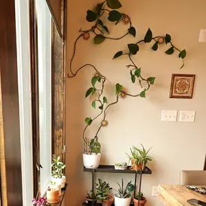 Wild Flower Wall Trellis 5-Pack - Floral Shaped Bamboo Trellises with Adhesive Backing for Easy Installation & Stunning Results