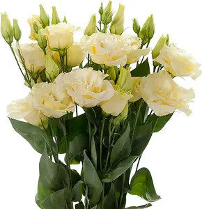 Lisianthus Seeds Prairie Gentian, Bluebell Gentian Perennial Annual Cut Flowers GMO Free Borders Patio Beds Garden Outdoor 20Pcs Flower Seeds