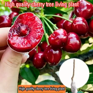 High-quality Sweet Cherry Tree Live Plant - Plant height 18-20 inches, developed root system, suitable for family planting in dormant potted plants, high-yielding large-fruit cherry seedlings