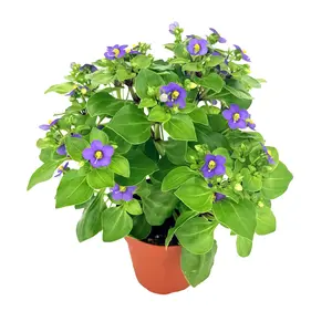 Exacum affine ‘Persian Violet'