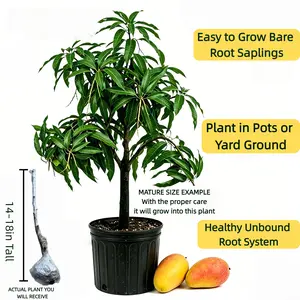 Mango tree seedling, 4–5 years old. Shipped bare root with a healthy root system. Can be planted in the ground or in a pot. Great for garden, balcony, or patio.