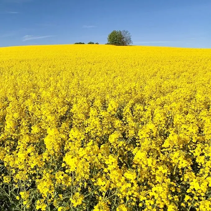 Brassica Trophy Forage Rape Seed - Nutritious Forage for Livestock Grazing
