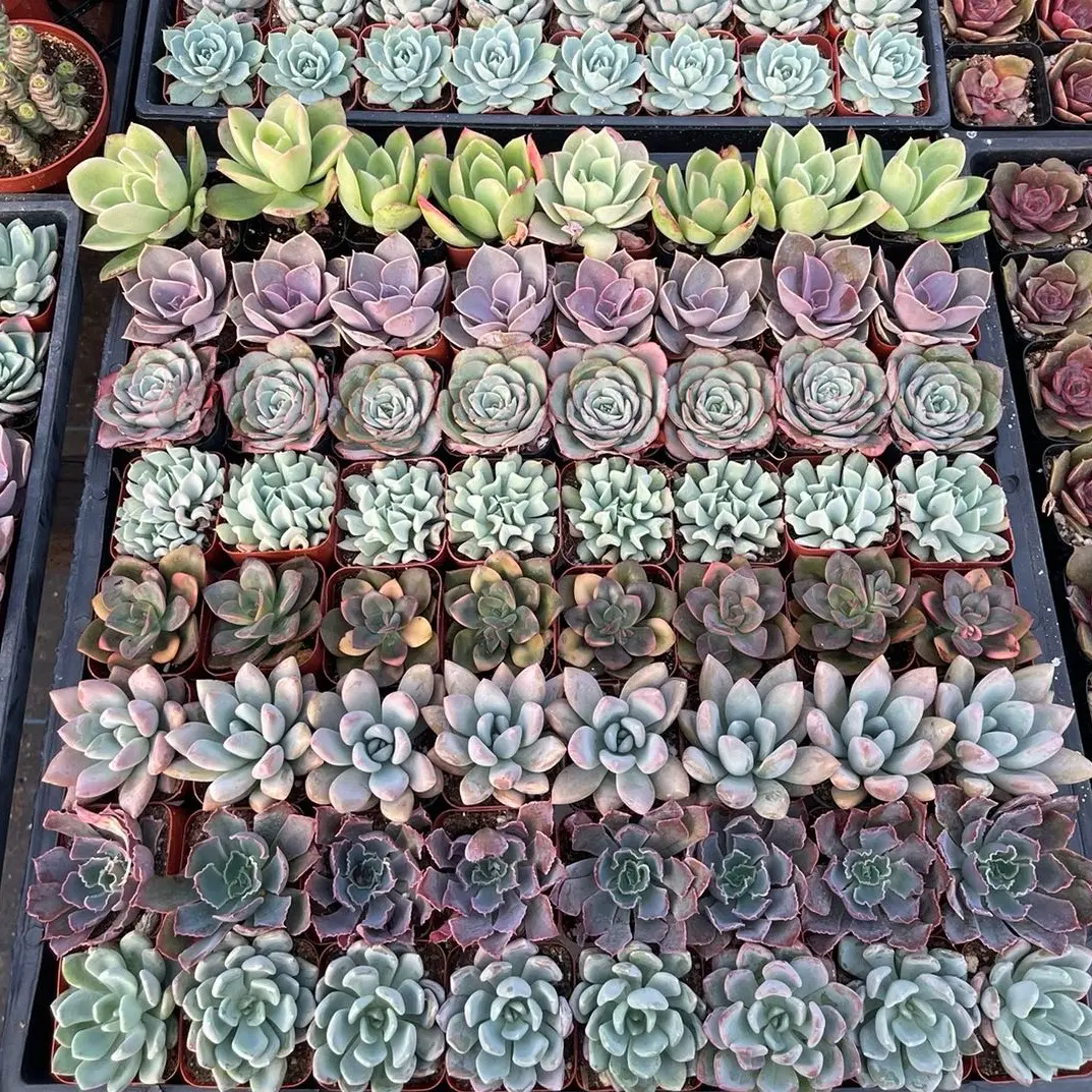 Pet friendly varieties only