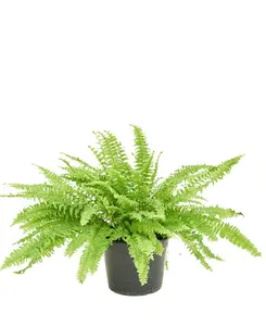 Boston Fern, Medium