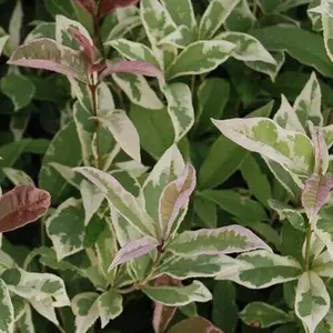 1 Tea Olive Osmanthus fragrans Plant - Yinbi Shuanghui Variegarted Fragrant- Starter Plant in pot 3" to 5" tall