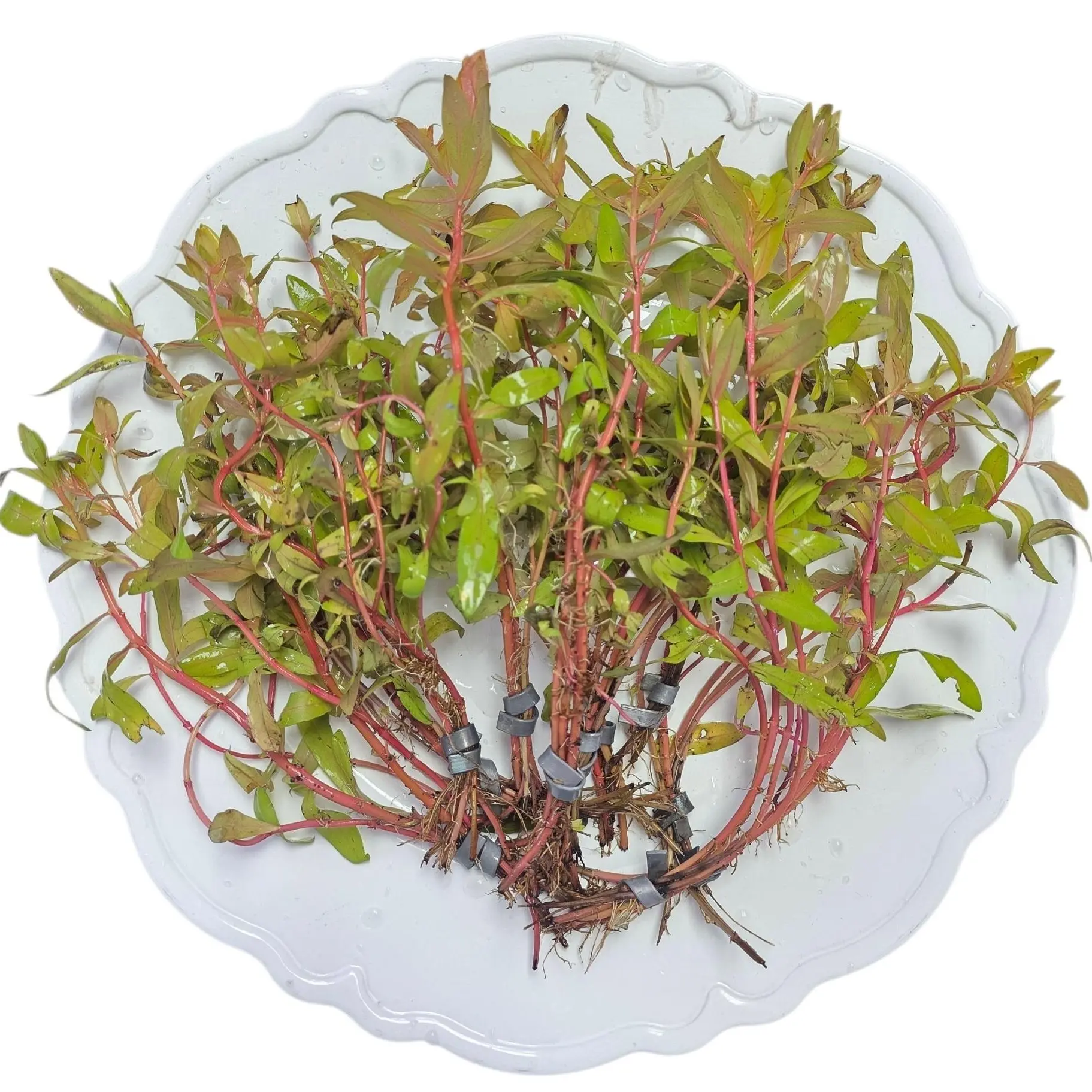 Tofu's Tanks "Golden Nesea" Ammannia pedicellata Live Aquarium Stem Plant for Fish Tanks