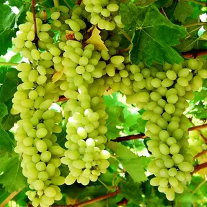 Cotton Candy Grape Vine Tree Seedling – Sweet Table Grapes for Home Gardeners, Easy Care Climbing Fruit Vine for Backyard, Patio & Vertical Gardening