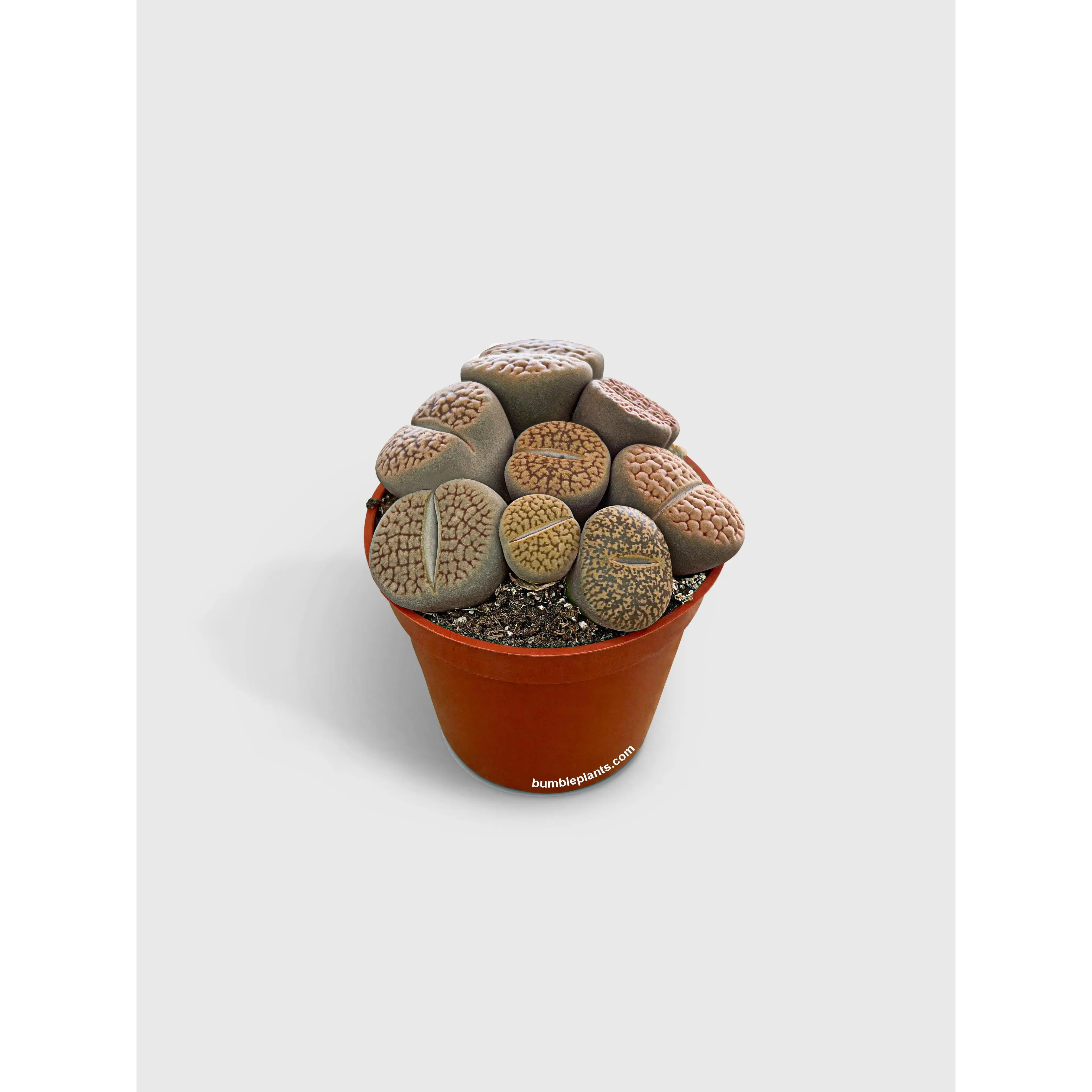 Lithops Living Stones Succulent