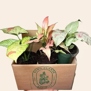 Syngonium Bundle Box - 3 Easy-to-Care-for Syngoniums in 4" Pots - Perfect for Beginners & Exciting Combinations - Charming Options for Your Home Decor