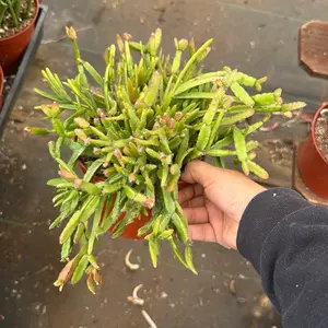 Rhipsalis Celoides 6 inch pot Succulent Plant